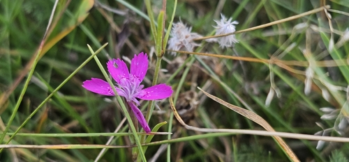 Maiden Pink