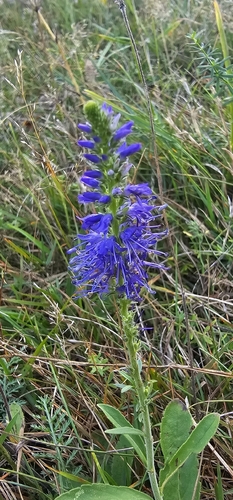 Spiked Speedwell