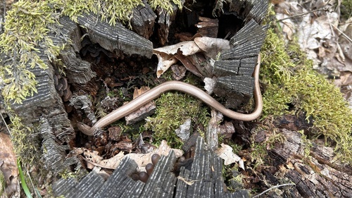 Common Slowworm