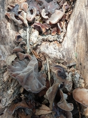 Auricularia