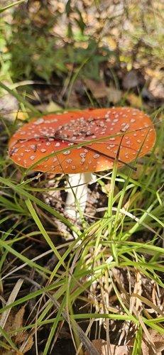 Fly Agaric