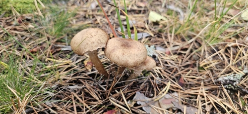 northern honey fungus