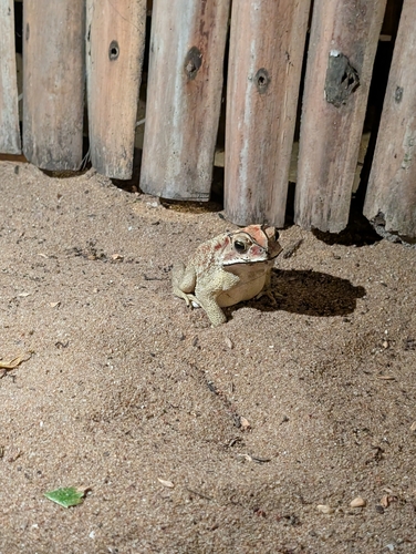 Asian Common Toad