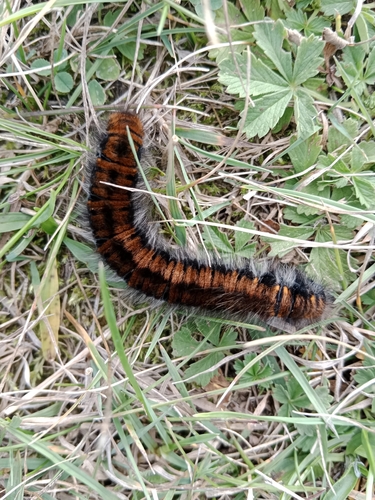 Fox Moth