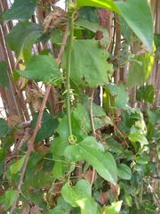 Smilax excelsa