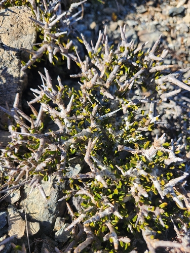 Melicytus alpinus