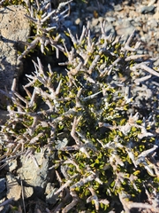 Melicytus alpinus
