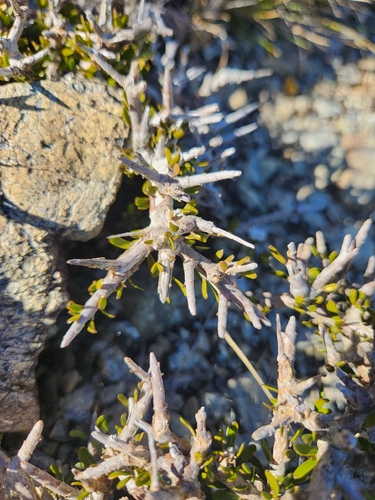 Melicytus alpinus, photograph 2