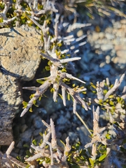 author not stated, no rights reserved Melicytus alpinus, photograph author not stated, no rights reserved