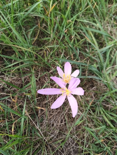 Autumn Crocus