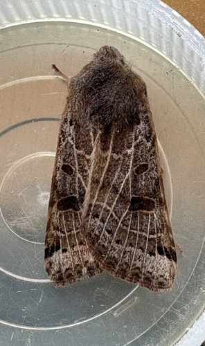 Lunar Underwing