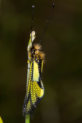 Libelloides coccajus