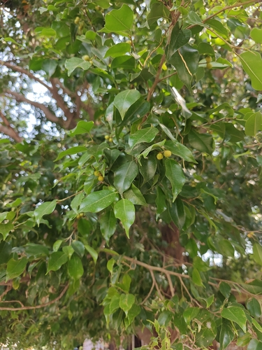Weeping fig
