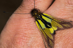 Libelloides coccajus