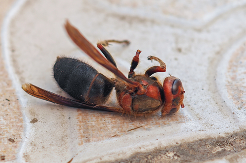 Black-bellied Hornet