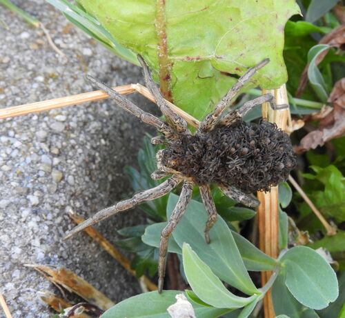 Radiated Wolf Spider