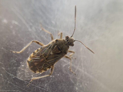 Hyaline Grass Bug