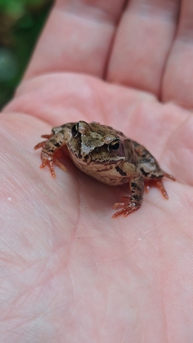 European Common Frog