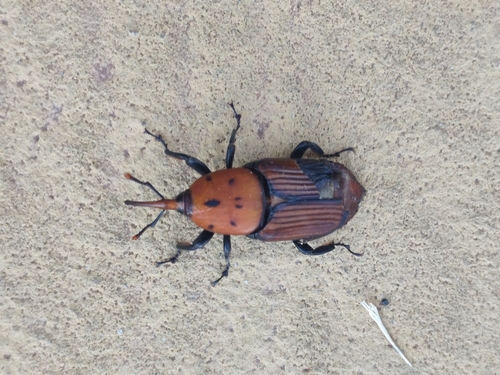 Red Palm Weevil