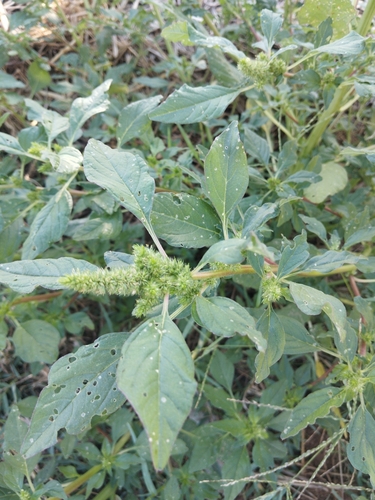 Redroot Amaranth