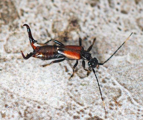 Cordax armatus