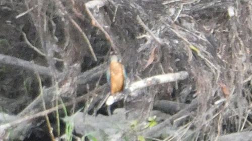 Common Kingfisher