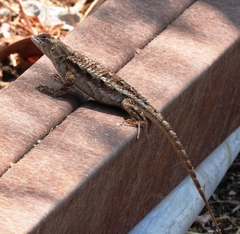 Sceloporus horridus