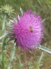 Carduus nutans nutans