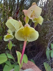 Pterygodium catholicum