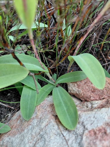 Pterygodium catholicum, photograph 2