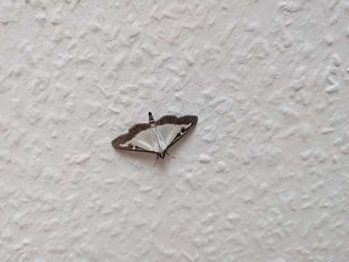Box Tree Moth