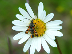 Pyropteron chrysidiforme