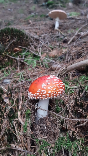 Fly Agaric