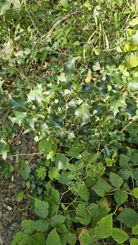 European holly