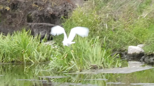 Little Egret