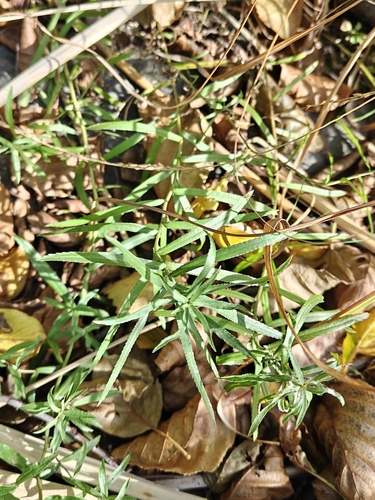 Sneezewort