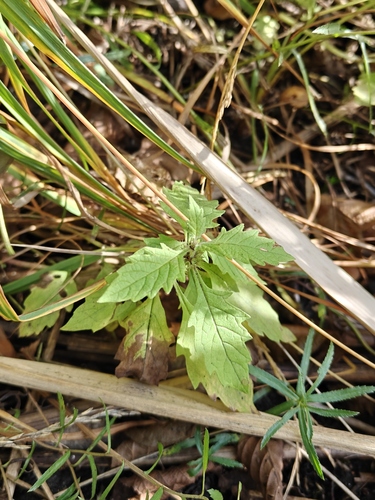 European water-horehound