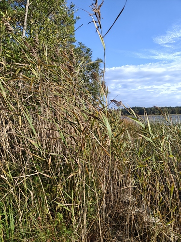 common reed