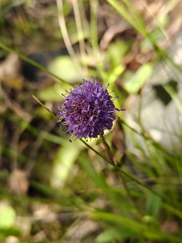 Devil's-bit Scabious