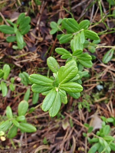 Lingonberry