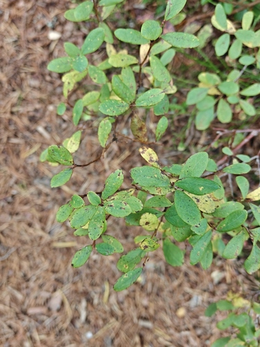 bog bilberry