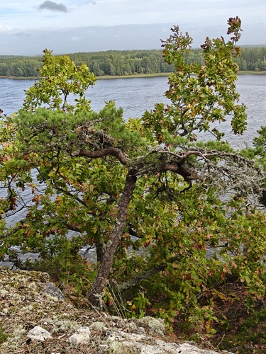 Scots pine