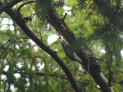 Eurasian Nuthatch