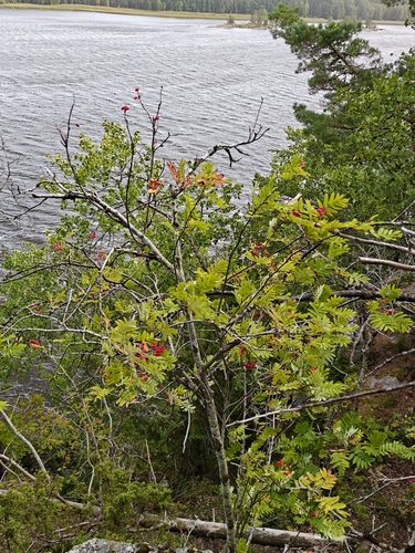 European mountain ash