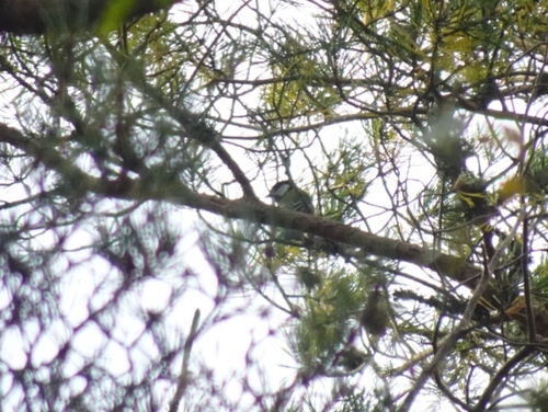 Great Tit