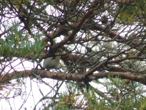Brambling