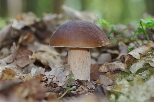 King Bolete