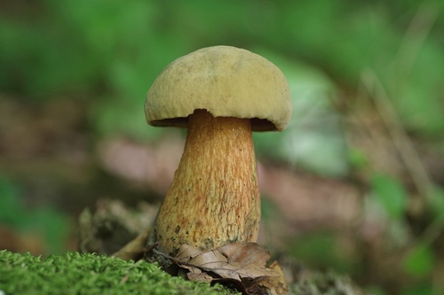 Lurid Bolete