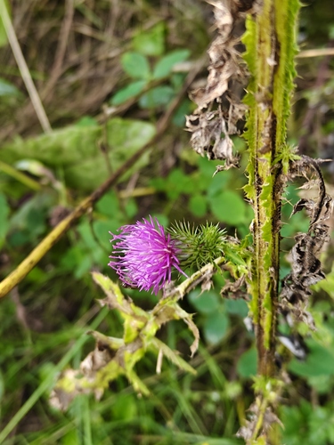 Welted Thistle