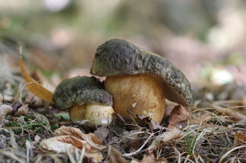 Bronze Bolete